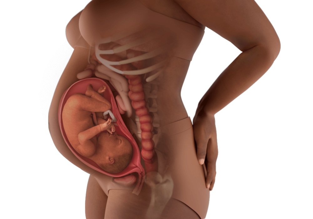 علت داخل رفتن ناف در بارداری