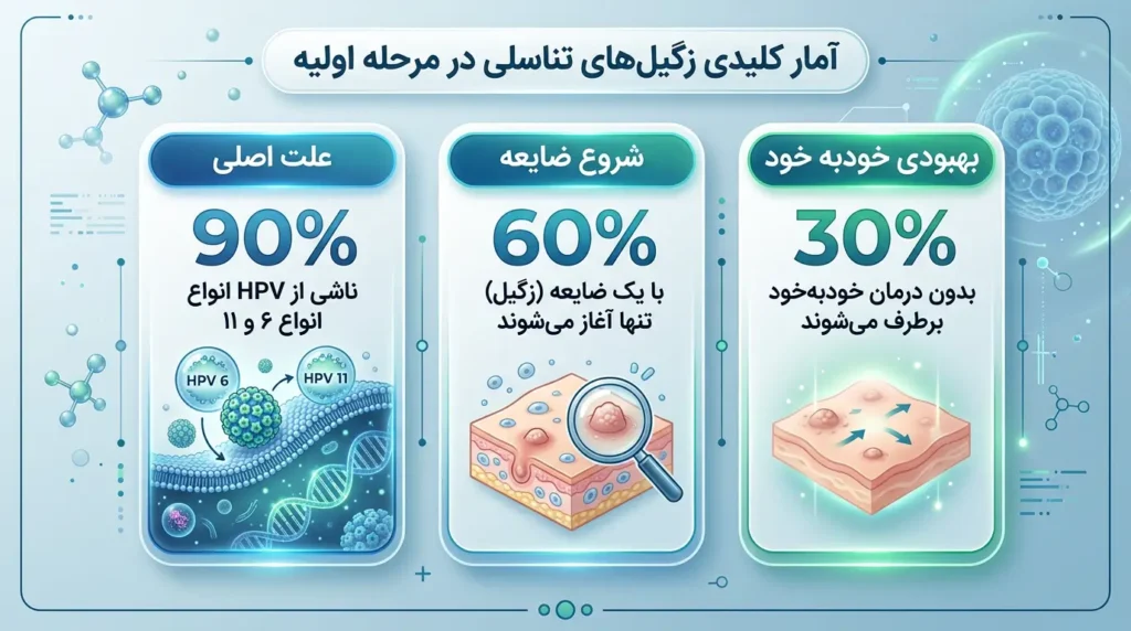 آمار و داده‌های علمی شکل اولیه زگیل تناسلی اینفوگرافیک