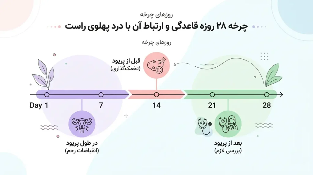 اینفوگرافیک فارسی ارتباط درد پهلوی راست با مراحل سیکل قاعدگی در زنان