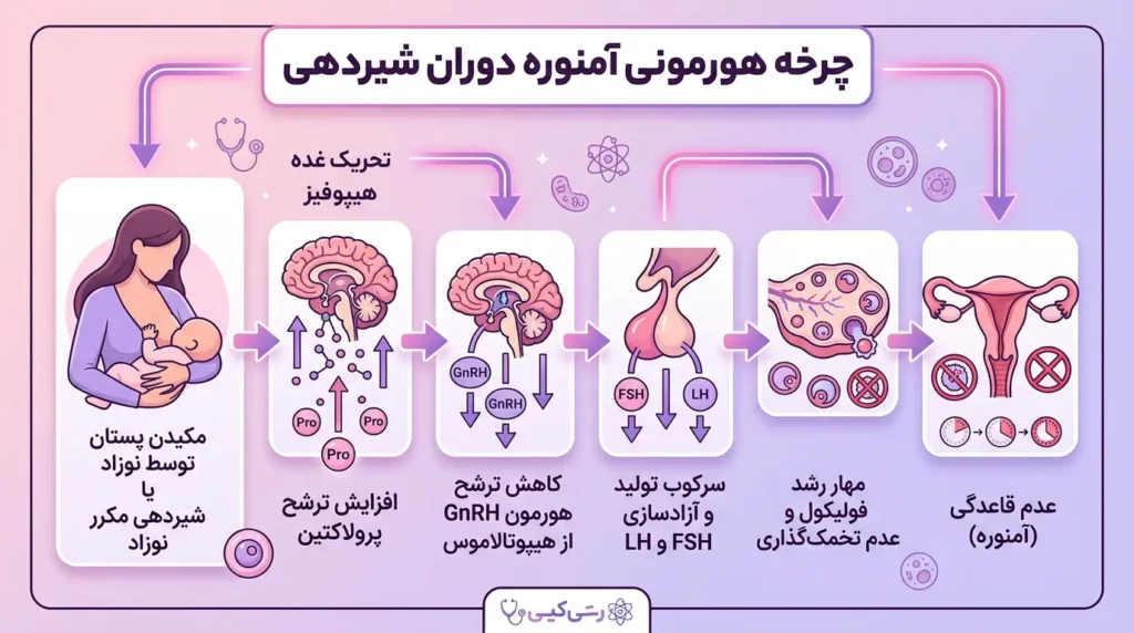 اینفوگرافیک چرخه هورمونی پریود نشدن در دوران شیردهی