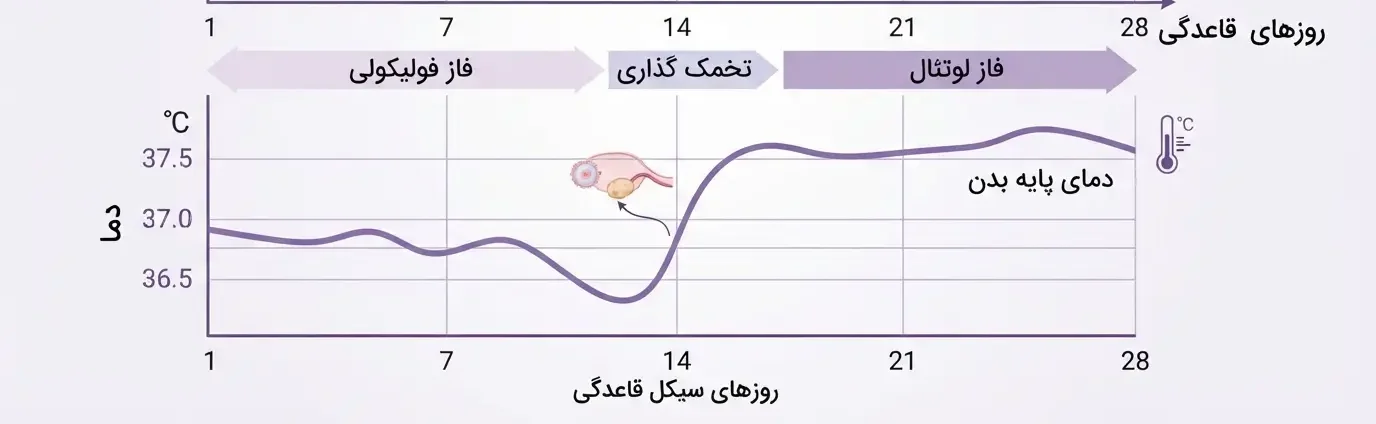 اینفوگرافیک علت بالا رفتن دمای بدن زنان بر اساس چرخه هورمونی