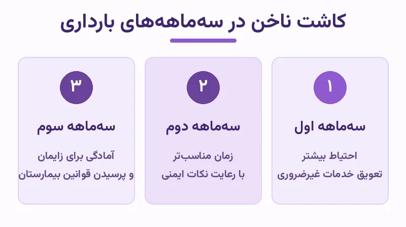 اینفوگرافیک راهنمای کاشت ناخن در بارداری در سه‌ماهه‌های مختلف